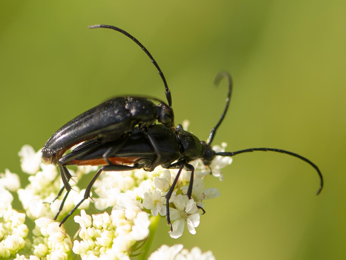 Kopula
